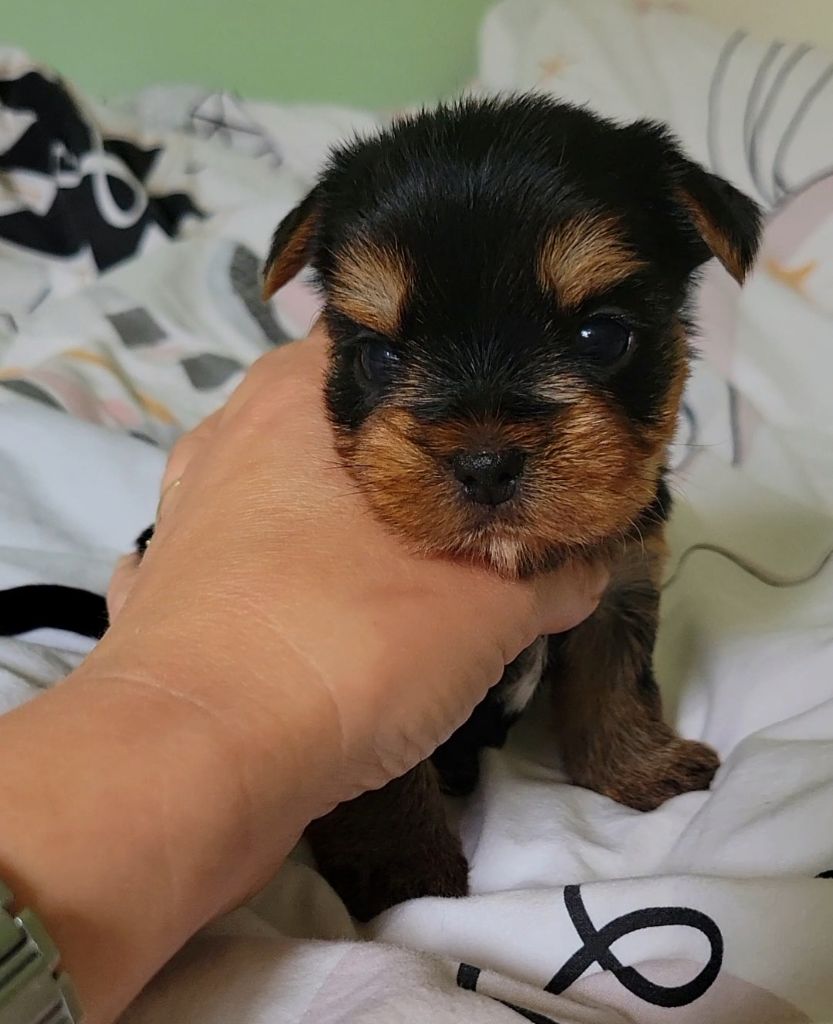 My Precious Love - Chiot disponible  - Yorkshire Terrier