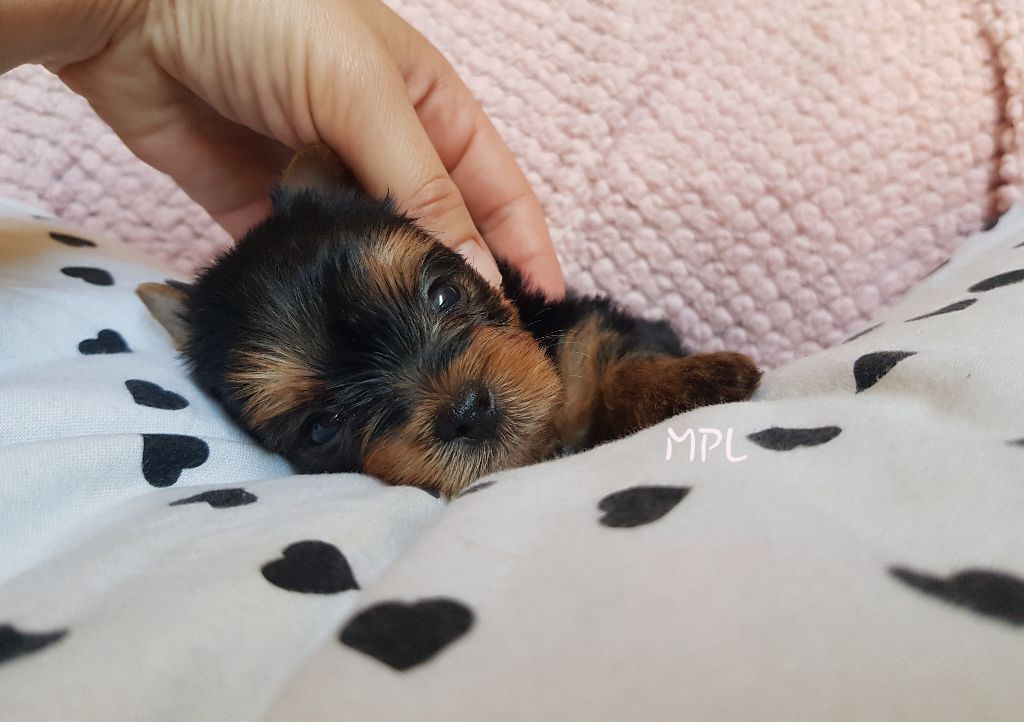 My Precious Love - Yorkshire Terrier - Portée née le 30/05/2018