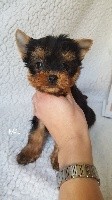 My Precious Love - Yorkshire Terrier - Portée née le 27/10/2017