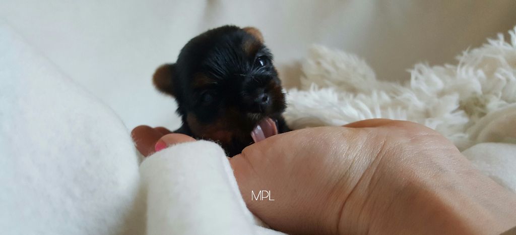 My Precious Love - Yorkshire Terrier - Portée née le 22/04/2017