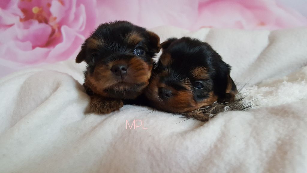 Bébés de Bright & Pina 3 semaines (nés le 27/10/17)