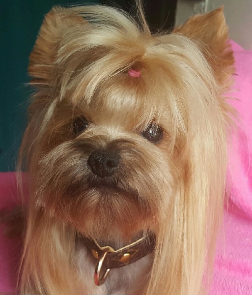 Lyly