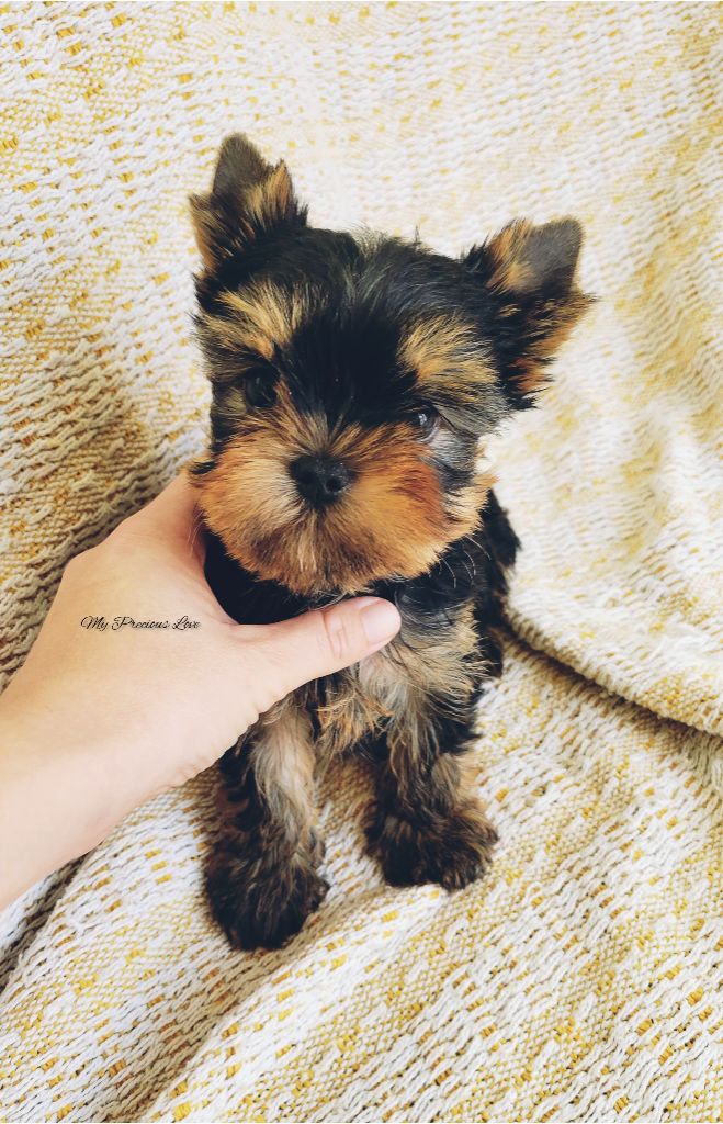 Puppy's mes petits précieux