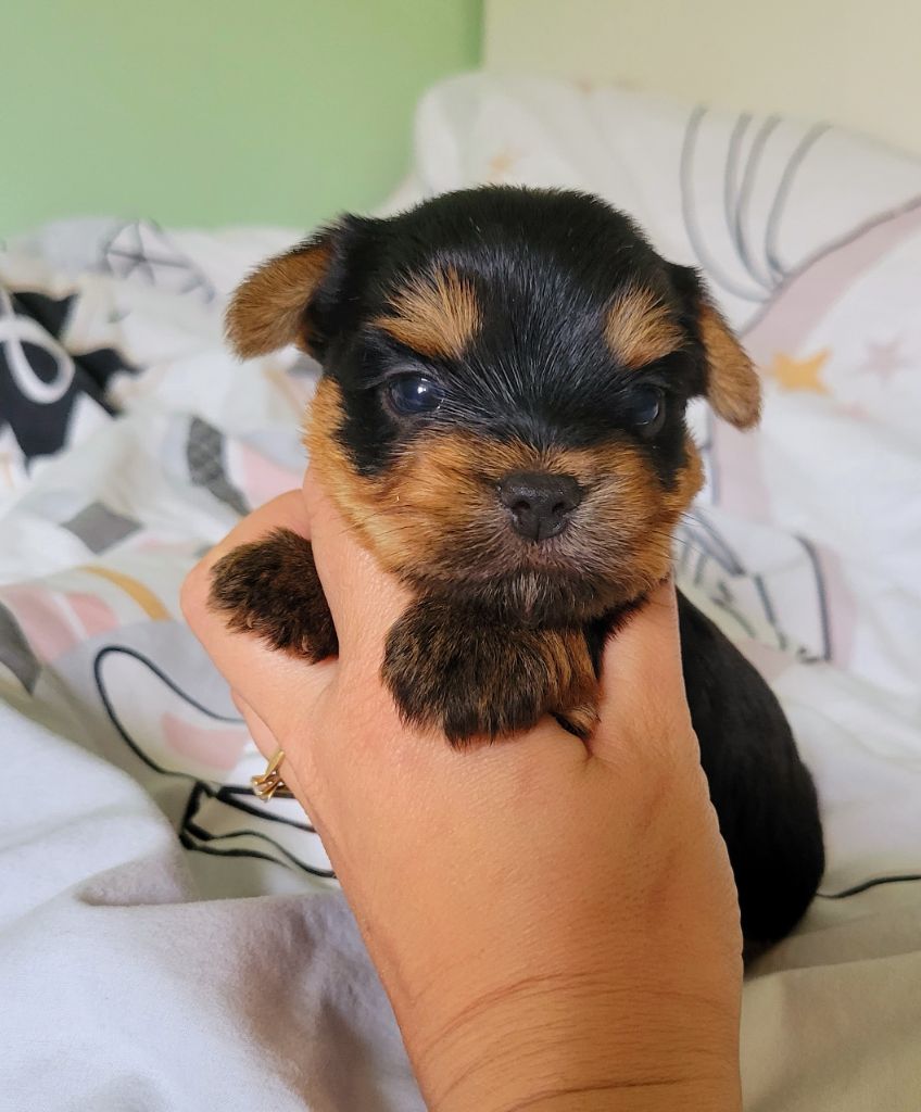 My Precious Love - Chiots disponibles - Yorkshire Terrier