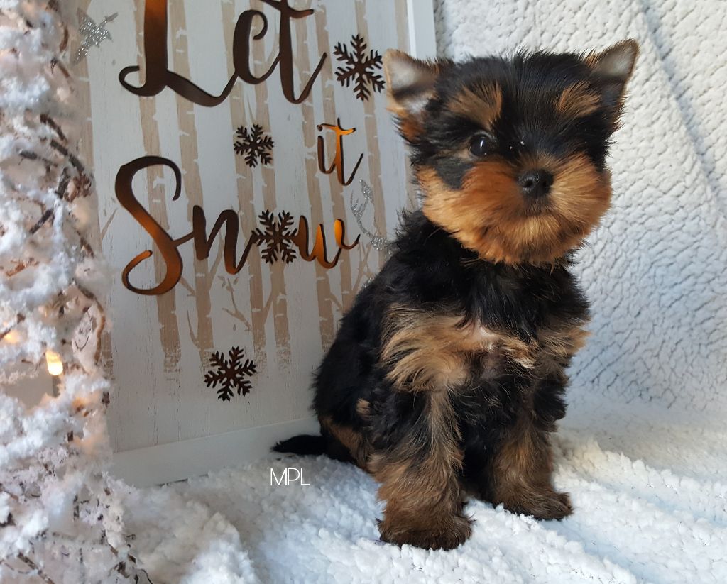 My Precious Love - Yorkshire Terrier - Portée née le 27/10/2017